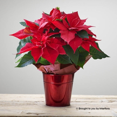 Ruby Red Poinsettia