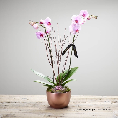 Deluxe Orchid Arrangement