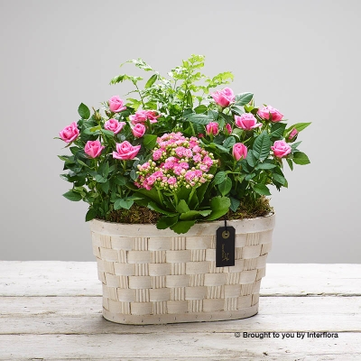 Pink Planted Basket