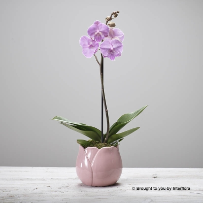 Sweet Orchid