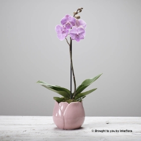Sweet Orchid