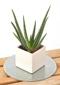Aloe Vera Planter