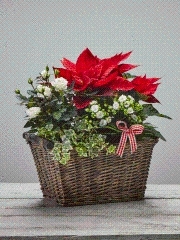 Festive Bright Planted Basket